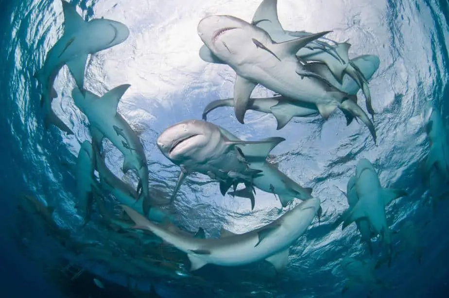 do sharks attack underwater welders?